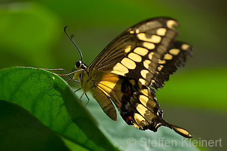 159 Koenigs-Page - Papilio thoas